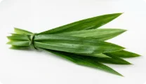 Pandan
